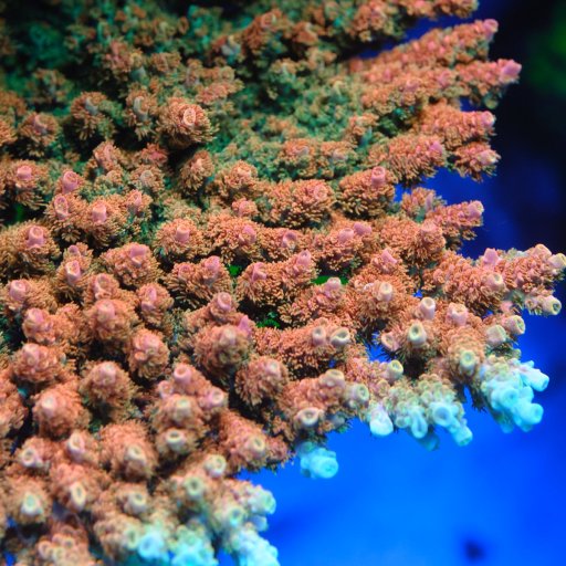 TSA Bill Murray Acropora coral