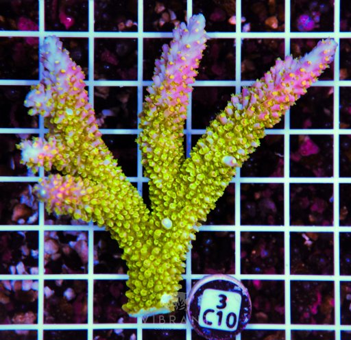 AUS Acropora coral