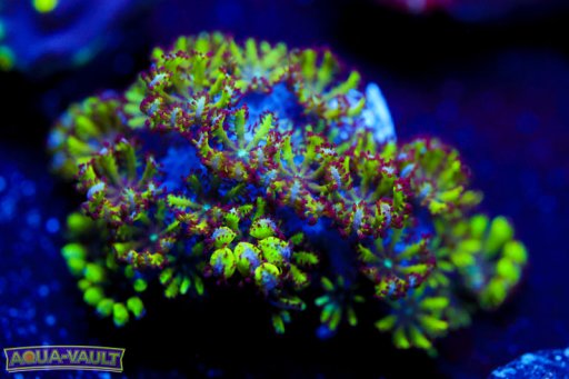 Sympodium coral