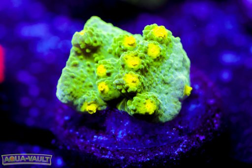 Astreopora coral