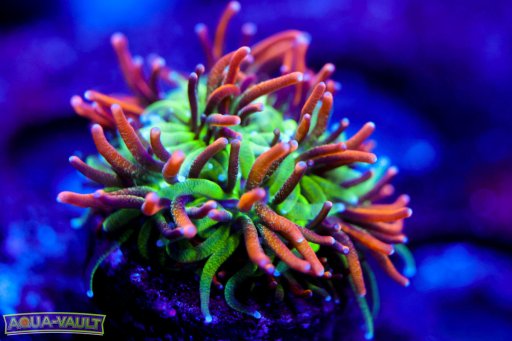 Galaxea coral