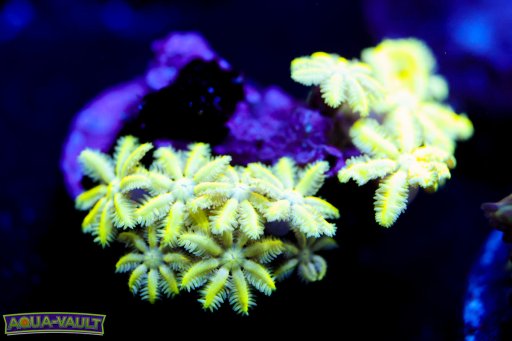 Pipe Organ Coral coral