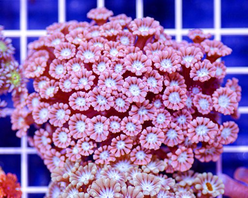 Alveopora coral
