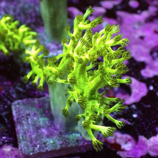Kenya Tree coral