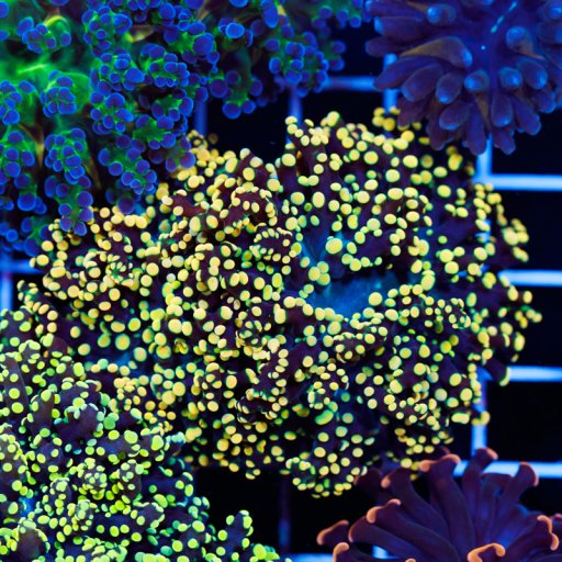 Octospawn coral