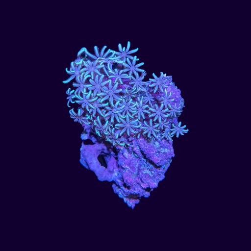 Green Star Polyps coral