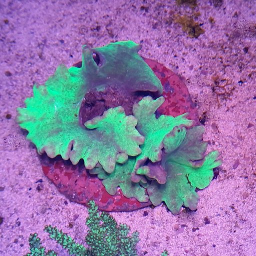 Cabbage Leather coral