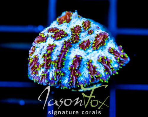 Hydnophora coral