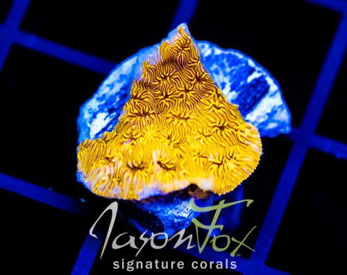 Pavona coral