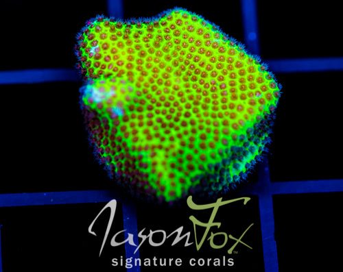 Porites coral