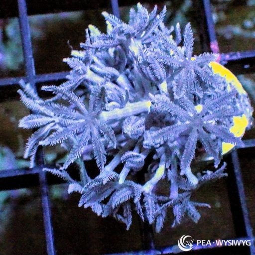 Xenia/Pulsing Xenia coral