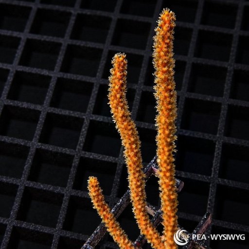 Photosynthetic Gorgonian coral