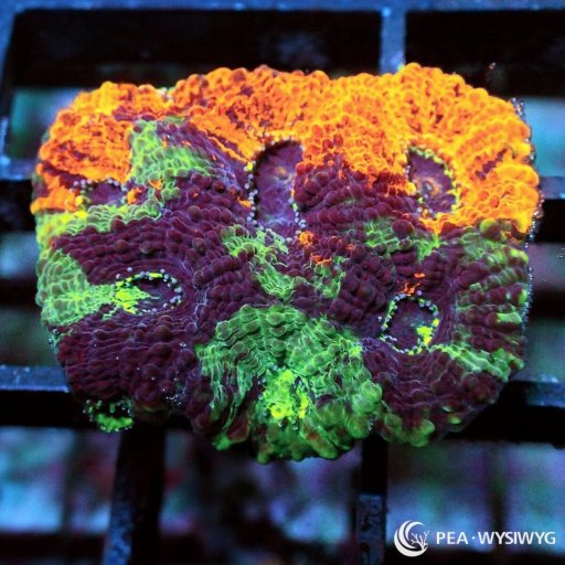 Acan Echinata coral