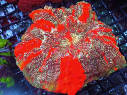 Acanthophyllia coral