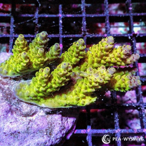 Acropora (Table) coral
