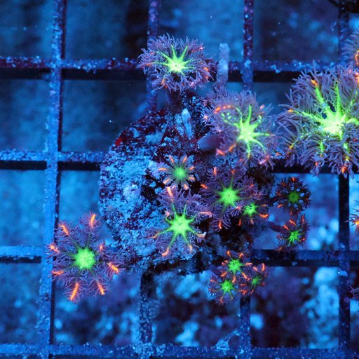 Clove Polyps coral