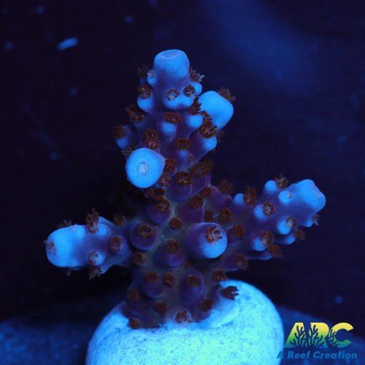Acropora (Millepora) coral