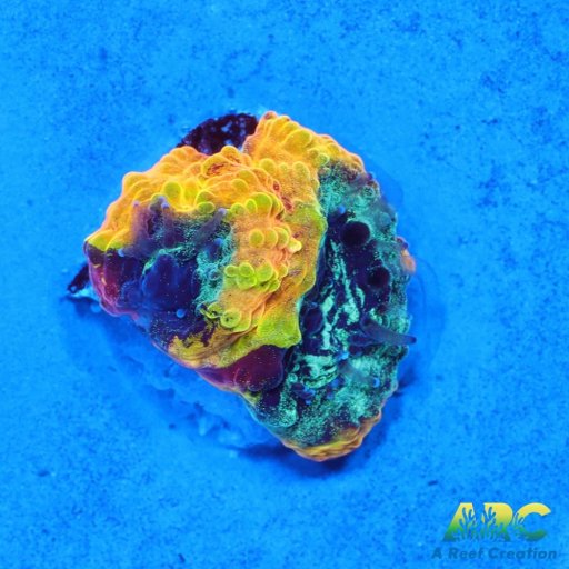 Brain Coral (Favites) coral