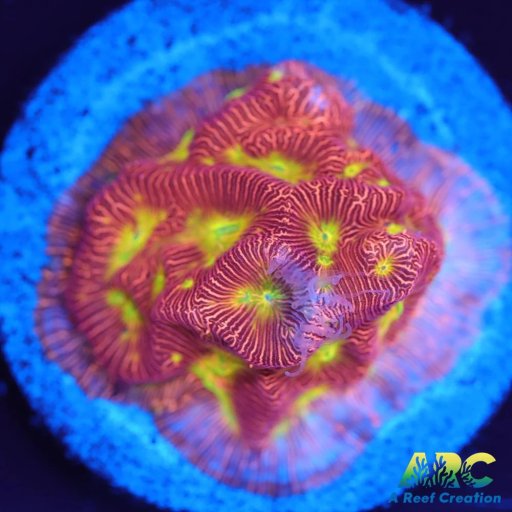 Leptoseris coral