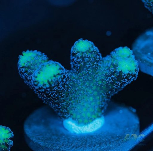 Stylophora coral
