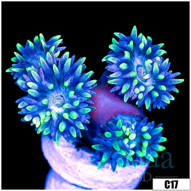 Duncan coral