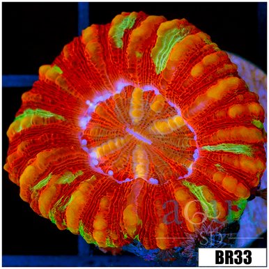 Scolymia coral