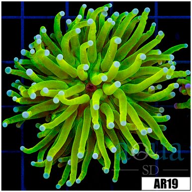 Torch Coral coral