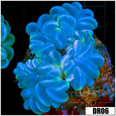 Bubble Coral coral