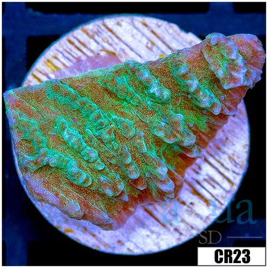Merulina coral