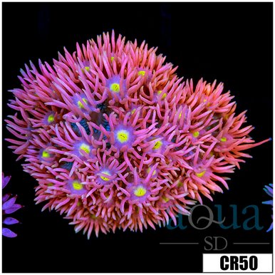 Goniopora coral