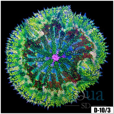Mini Carpet Anemone coral