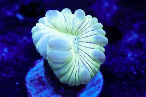 Fox Coral coral