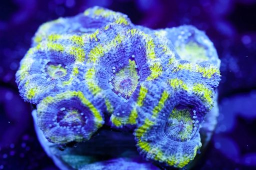 Micromussa coral