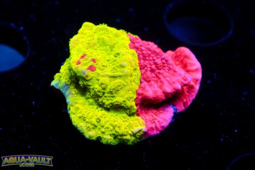 Montipora coral