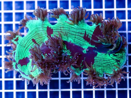 Elegance Coral coral
