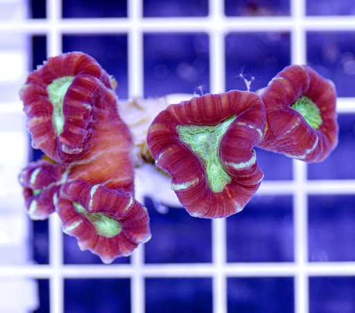 Trumpet Coral coral