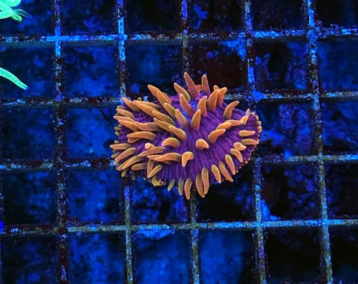 Diaseris coral