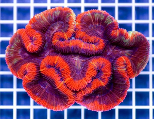 Trachyphyllia coral