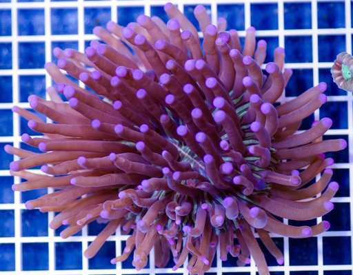 Heliofungia coral
