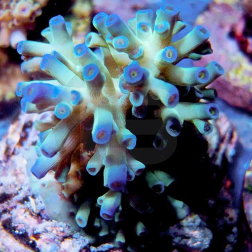 Acropora (Echinata) coral
