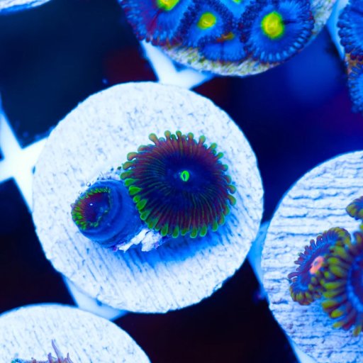 Cyphastrea coral