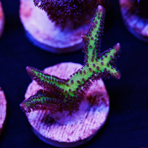 Seriatopora (Birdsnest) coral