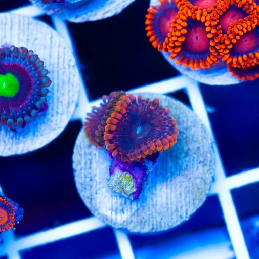 Zoanthids/Palys coral