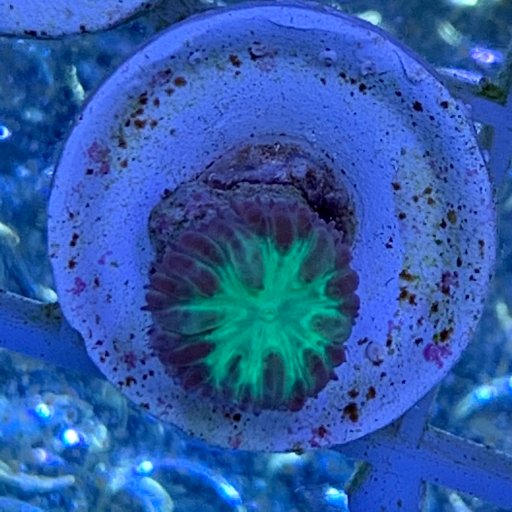 Blastomussa (Merleti) coral