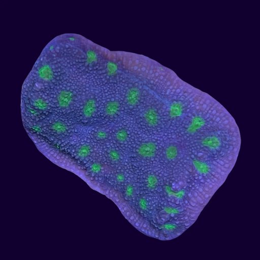 Echinopora coral
