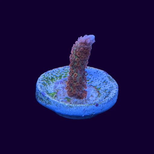 Montipora (Digitata) coral