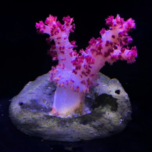 Nepthea coral