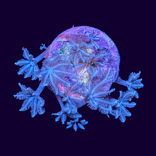 Anthelia coral