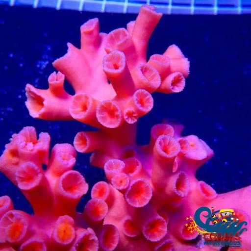 Sun Coral coral