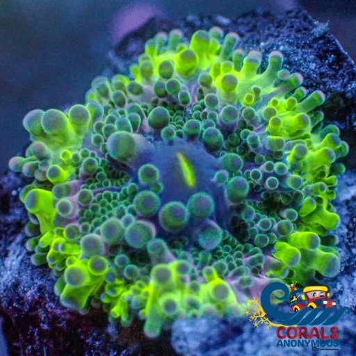 Mushrooms (Ricordea Yuma) coral